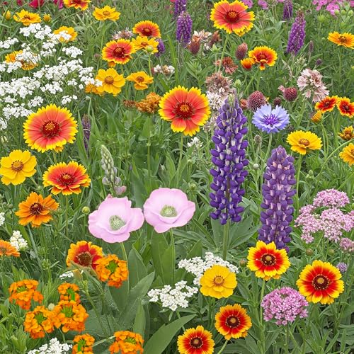 Colorado Western Bulk Wildflower Seeds (16 Ounce)