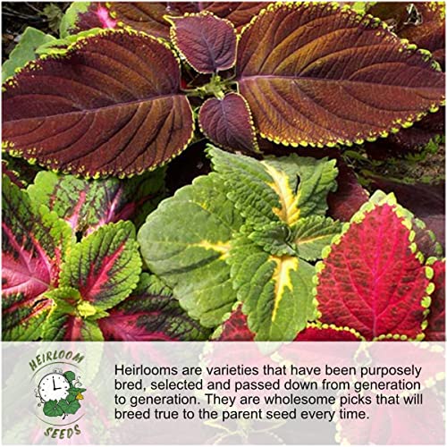 Partial Shade Wildflower Seeds Heirloom 2 Ounce Bulk Pack (30000 Count)