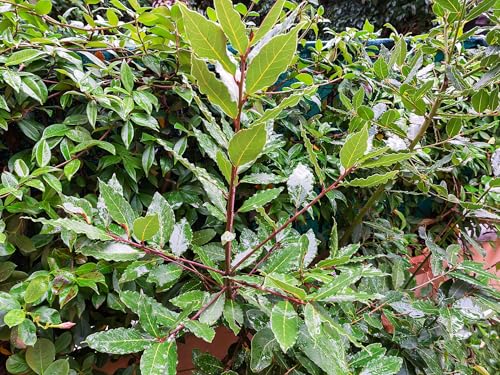Live Perennial Plants (1 Pot)