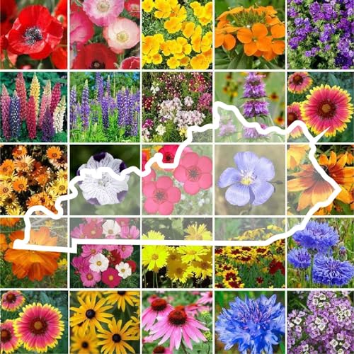 Kentucky Wildflower Mixed Seeds for Planting