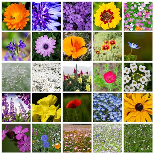 Mountain Valley Seed Co All Annual Wildflower Mix Seed for Planting 1 Lb (16 Ounce)