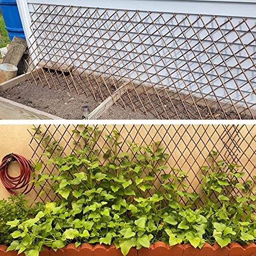 Expandable Willow Trellis for Climbing Plants Outdoors