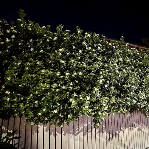 Night Jasmine Fragrant Flowering (4 Count)