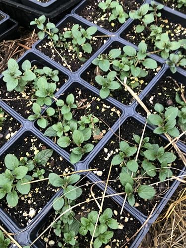 Organic Mint Plant