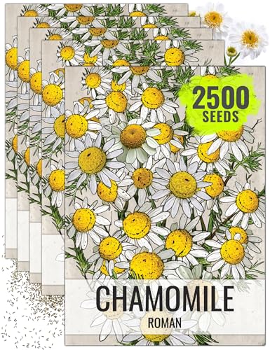Herb Seeds to Plant Roman Chamomile (5 Packs)