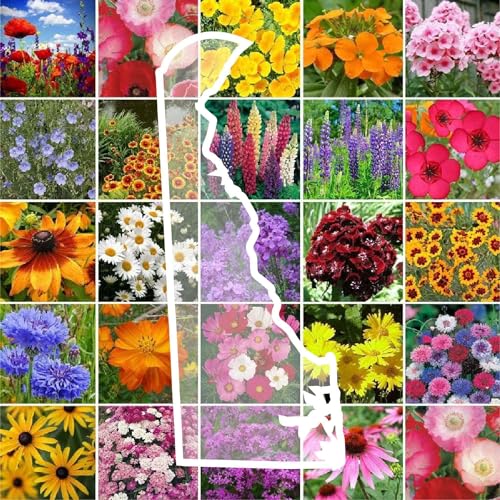 Delaware Wildflower Mixed Seeds for Planting