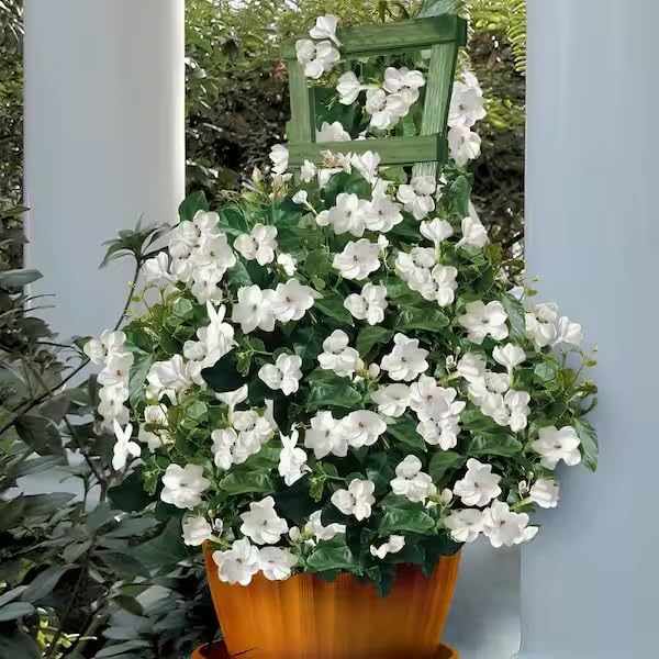 Arabian Jasmine Mogra (2 Count)