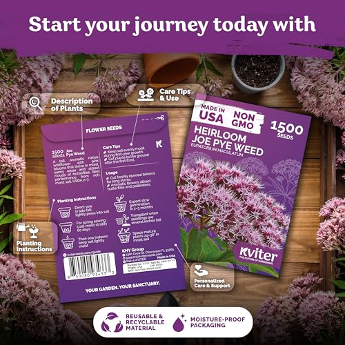 1500 Joe Pye Weed Heirloom Flower Seeds for Planting