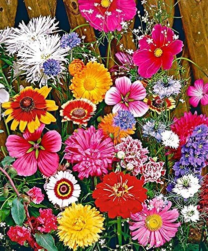 Cut Flower Mix Seed
