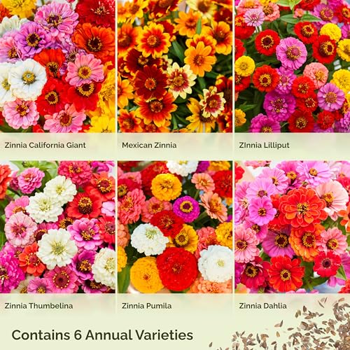 Zin Master Zinnia Seeds for Planting 2026