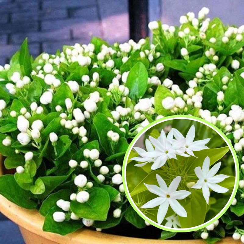 2 White Jasmine Live Plants (2 Count)