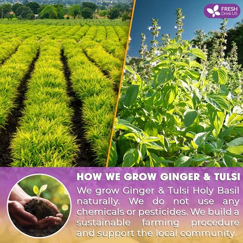 Premium 55 Ginger Tulsi Tea Bags (55 Tea Bags)