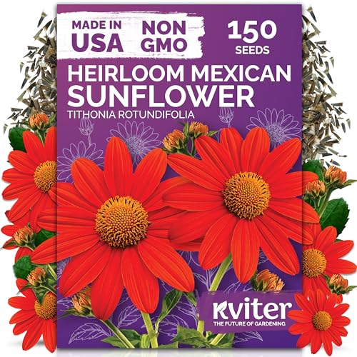 150 Mexican Sunflower Heirloom Flower Seeds