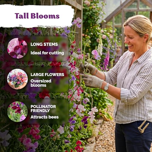 50 Sweet Pea Mammoth Mix Heirloom Flower Seeds