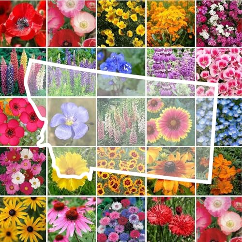 Montana Wildflower Mixed Seeds for Planting