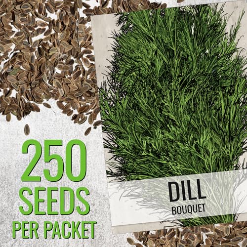 Bouquet Dill Seeds to Plant Heirloom Non (5 Packs)