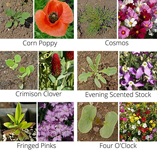 2 lb Wildflower Butterfly & Hummingbird Mix (2 lb)