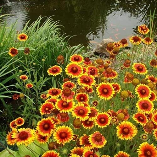 Non GMO Bulk Annual Gaillardia Blanket Flower Seed (1 Lb)