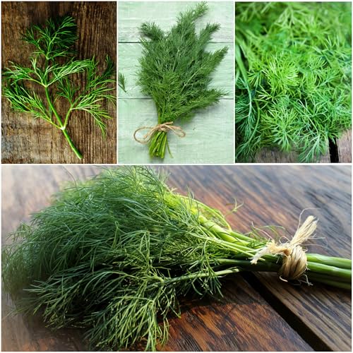 Bouquet Dill Seeds to Plant Heirloom Non (5 Packs)