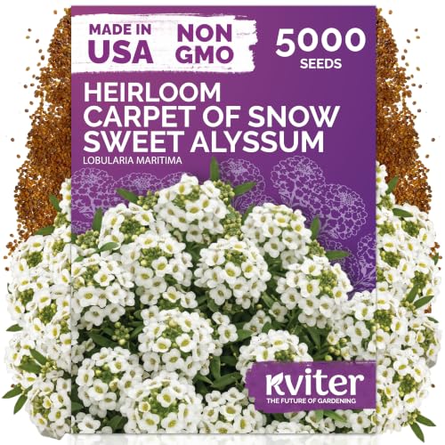 5000 Carpet of Snow Sweet Alyssum Seeds