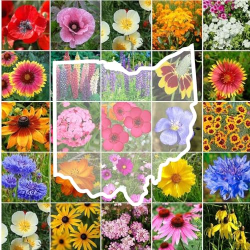 Ohio Wildflower Mixed Seeds for Planting
