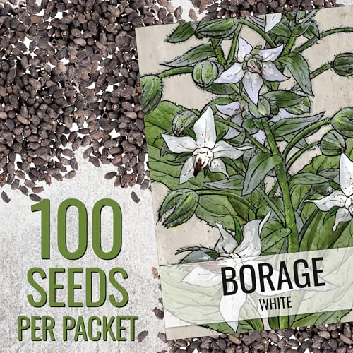 Herb Seeds to Plant White Borage Heirloom Non (2 Packs)