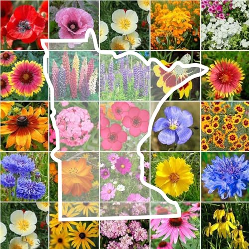 Minnesota Wildflower Mixed Seeds for Planting