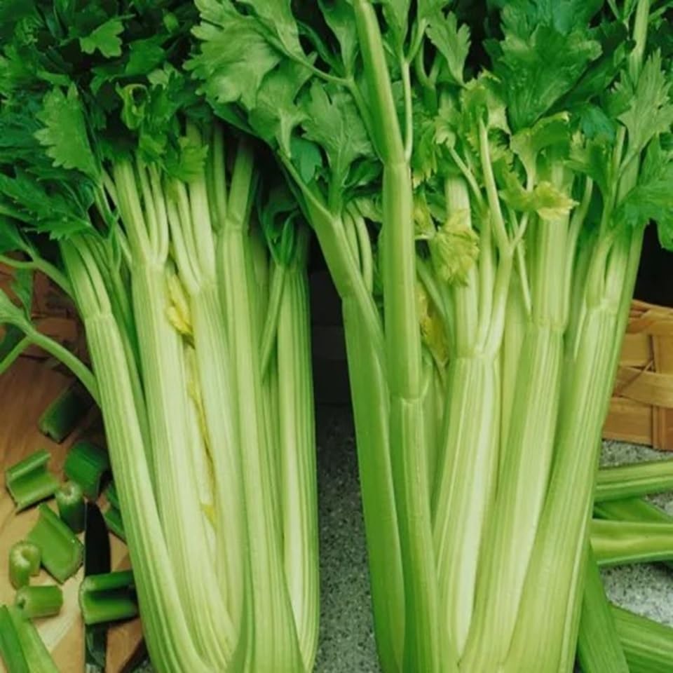500+ Tendercrisp Celery Seeds for Planting