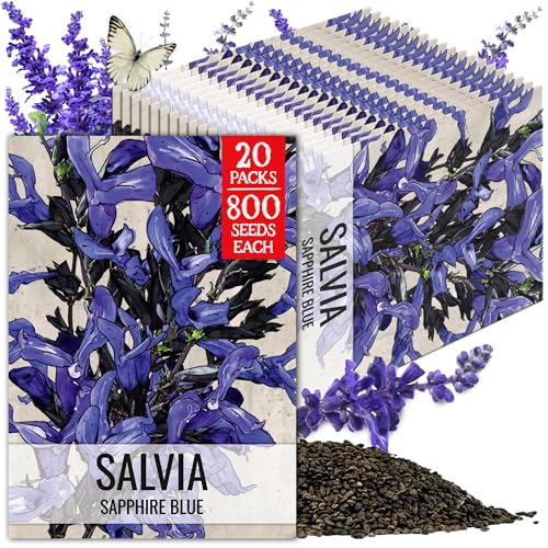 Sapphire Sage Seeds to Plant Blue Salvia Flowers 20 Pack (20 Packs / Sapphire Salvia)