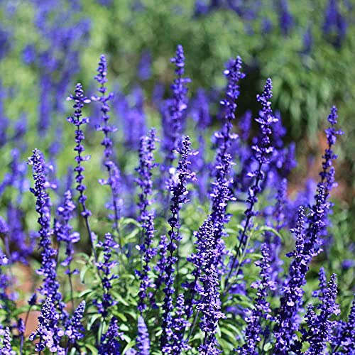 Blue Sage Seeds (8 Ounce)