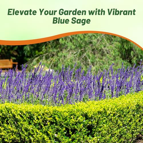 Blue Sage Seeds (4 Ounce)