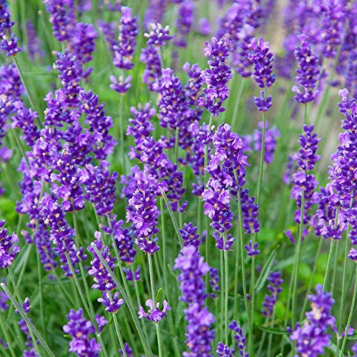 Live Perennial Plants (5 Pots)