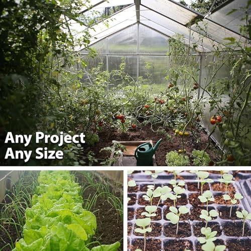 Kitazawa Seed Co Thai Ornamental Hot Pepper Seeds 1 Oz ~12