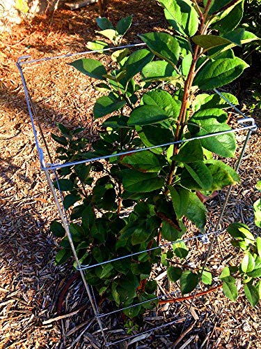 46" Height 12" Width 2PCS Galvanized Square Folding Tomato Cage (12*46inch Sq-Galvanized-2Pack)