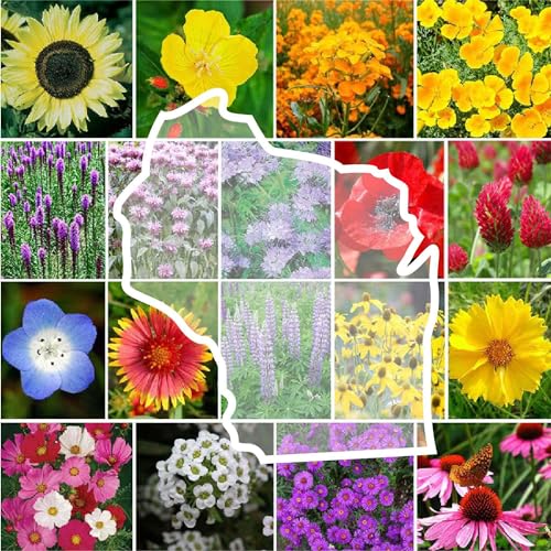 Wisconsin Wildflower Mixed Seeds for Planting