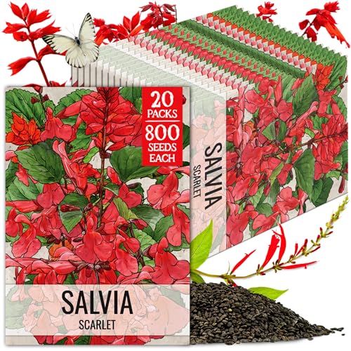Scarlet Sage Seeds to Plant Perennial Red Salvia 20 Pack (20 Packs / Scarlet Salvia)