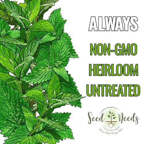 Peppermint Seeds to Plant Heirloom Non (2 Packs)