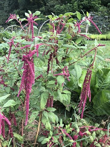 Organic Love Lies Bleeding (Love-Lies-Bleeding Plant)