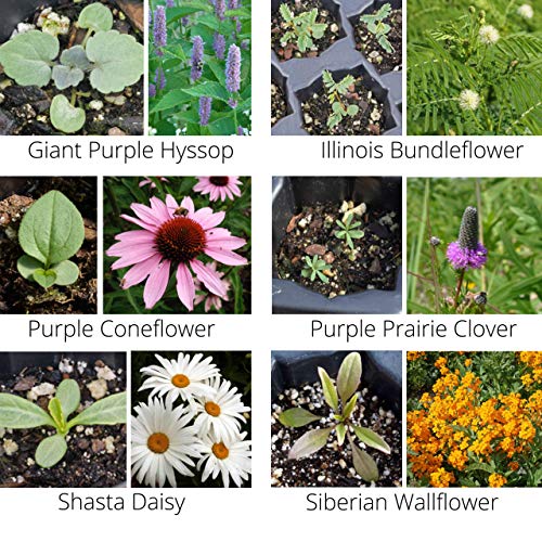 2 lb Wildflower Butterfly & Hummingbird Mix (2 lb)