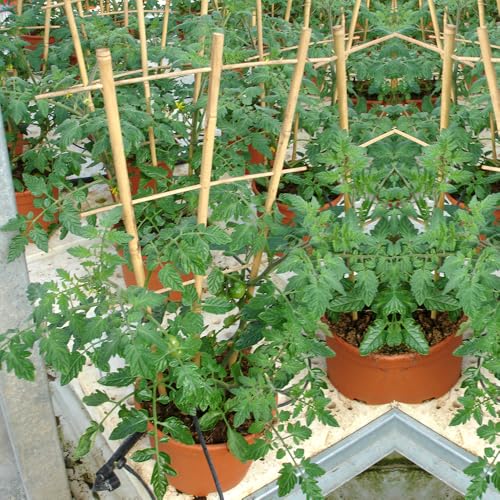 Bamboo Trellis 10 Pack (3ft Fan Shaped, Pack of 10)