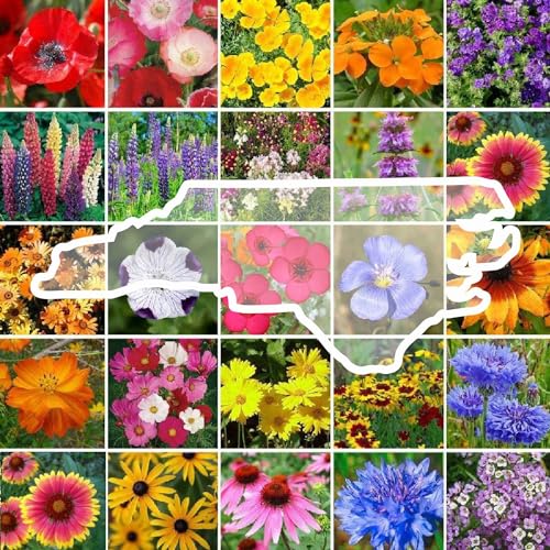 North Carolina Wildflower Mixed Seeds for Planting