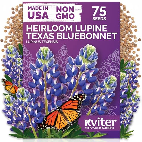 75 Texas Bluebonnet Heirloom Flower Seeds for Planting