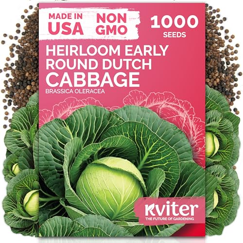 1000 Early Round Dutch Cabbage Heirloom Vegetable Seeds