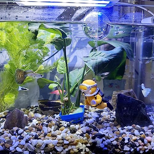 20lbs Natural River Rocks for Plants