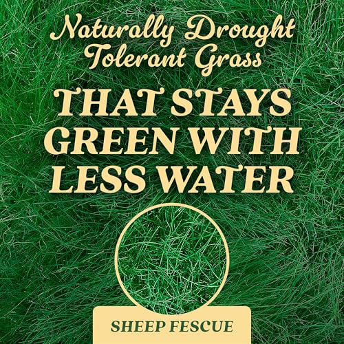 O.M. Scott & Sons Sheep Fescue Seed (1 Pack / Sheep Fescue)