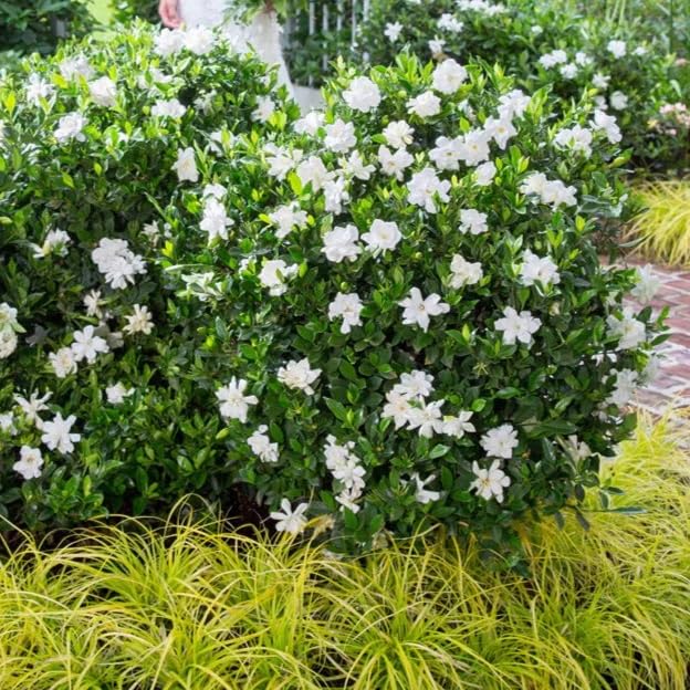 Daisy Ship Gardenia Mystery Aromatic (2 Count)
