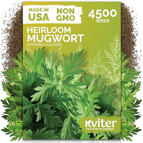4 500 Mugwort Heirloom Herb Seeds for Planting