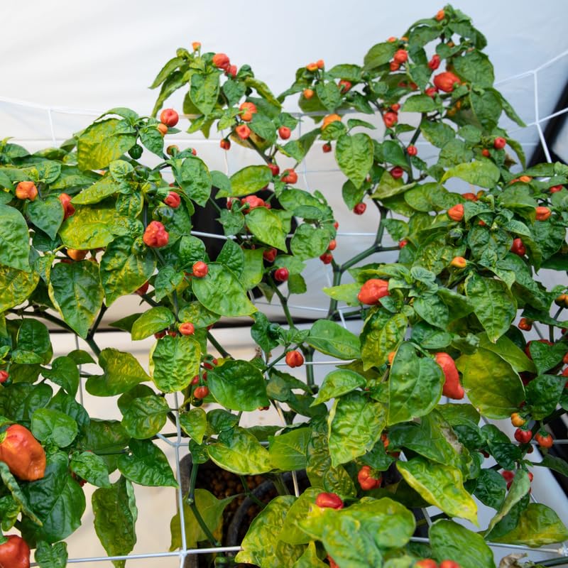 2 Red Carolina Reaper Pepper Live Plants