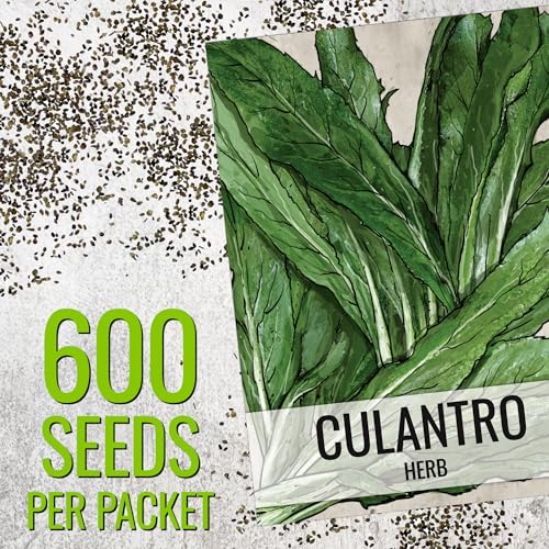 Culantro Seeds to Plant Heirloom Non (2 Packs)