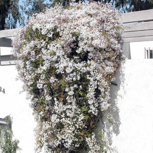 Pink Jasmine Vine (2 Count)